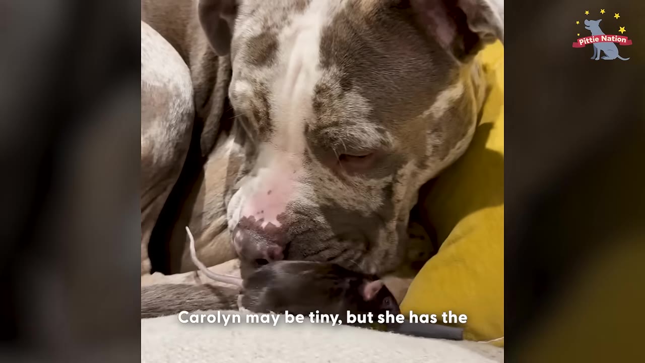 A large brindle and white dog gently rests its nose next to a small, dark-furred pet rat resting on a yellow cushion.