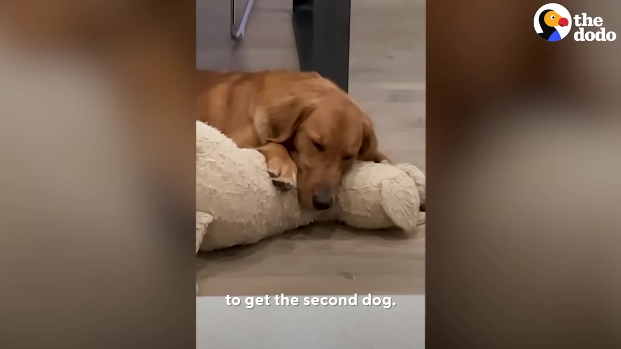 A golden retriever resting its head on a large plush dog toy on the floor.