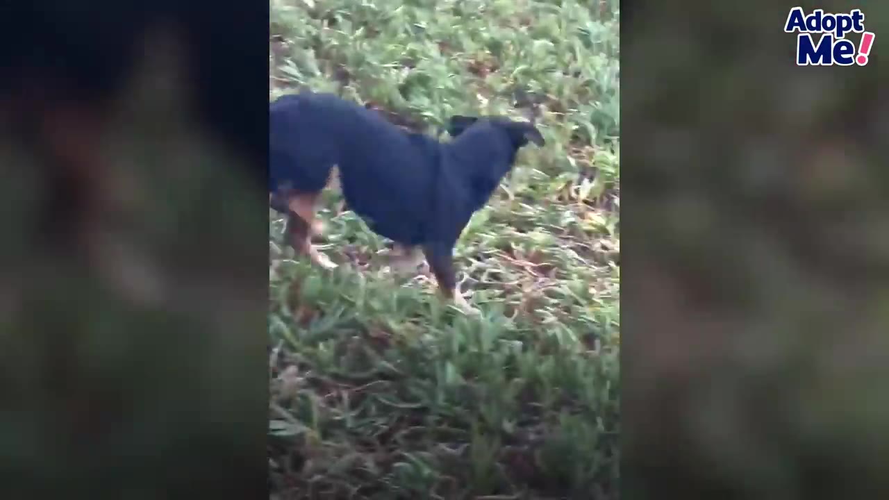 A black and tan dog running through low green vegetation.