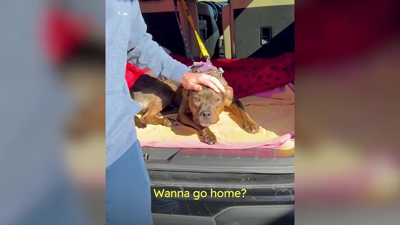 A person's hand gently petting a brown dog lying on blankets in the back of a car.