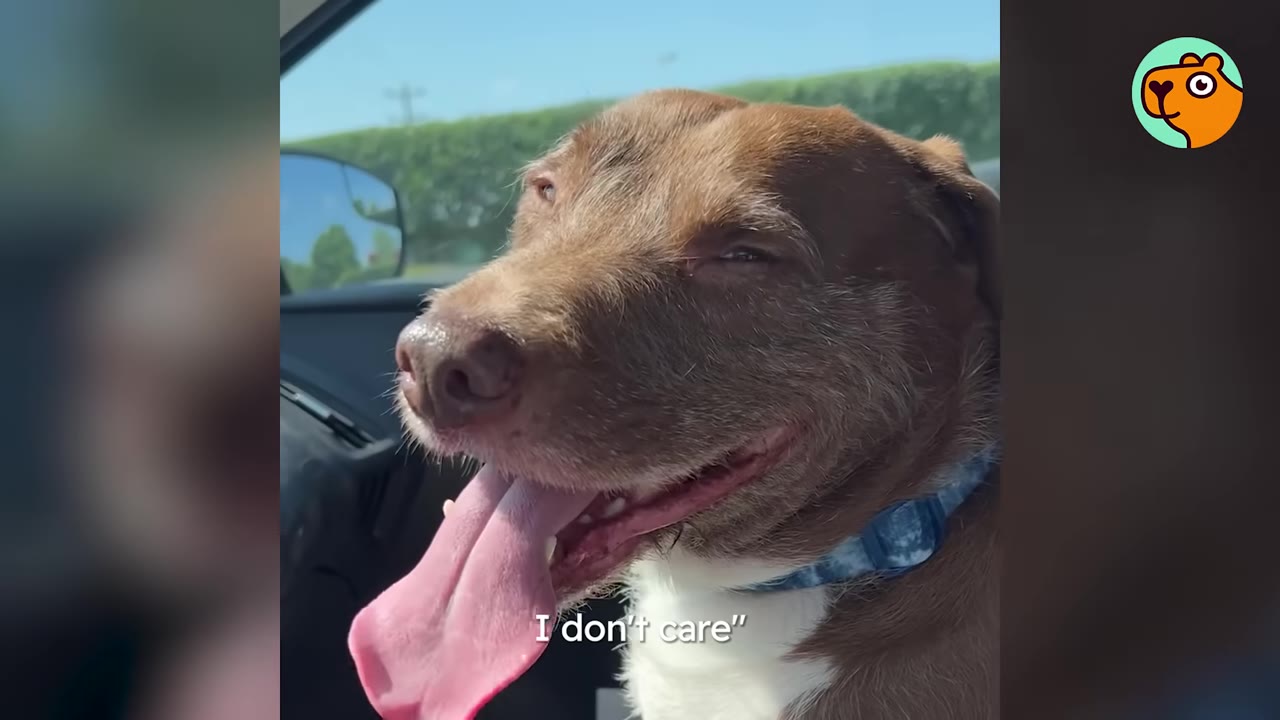 A close-up view of a brown dog with its tongue sticking out, riding inside a car.