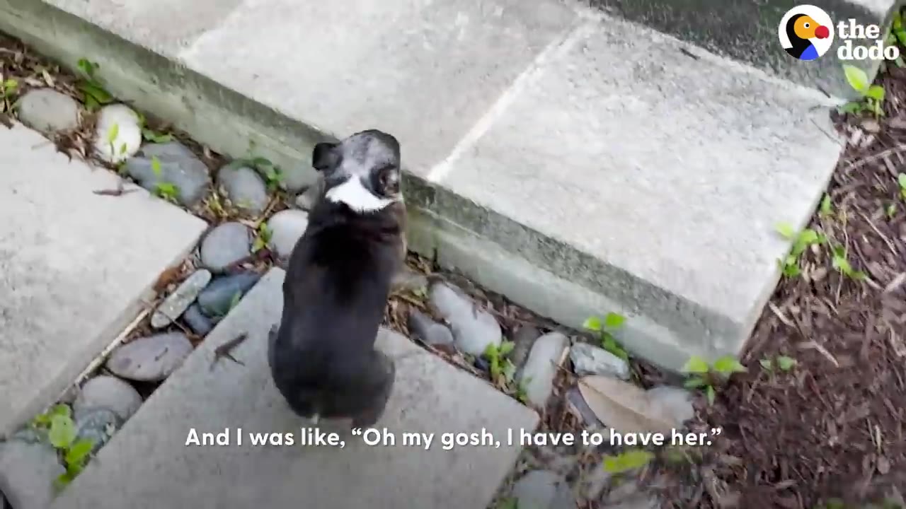 A small black and white dog stands on stone steps outdoors, viewed from behind.