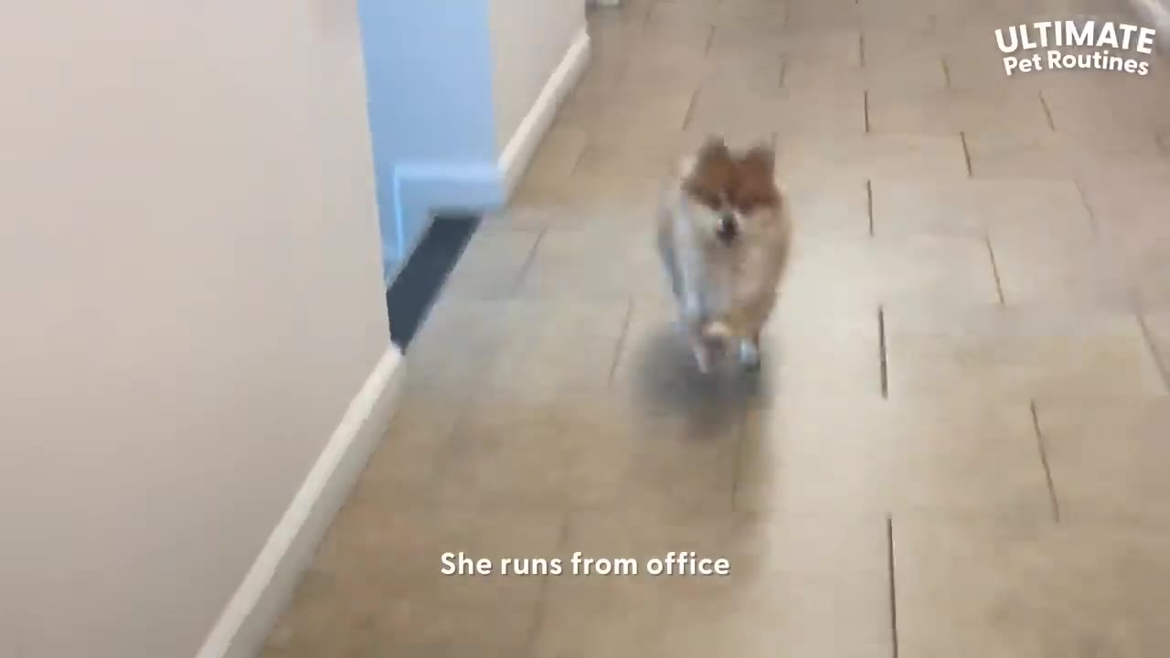 A small brown and white Pomeranian dog running down a tiled hallway in an office building.