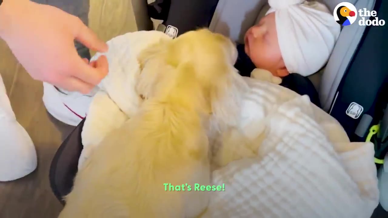 A small light-colored dog leans over to sniff a newborn baby wearing a white head wrap sleeping in a car seat carrier.