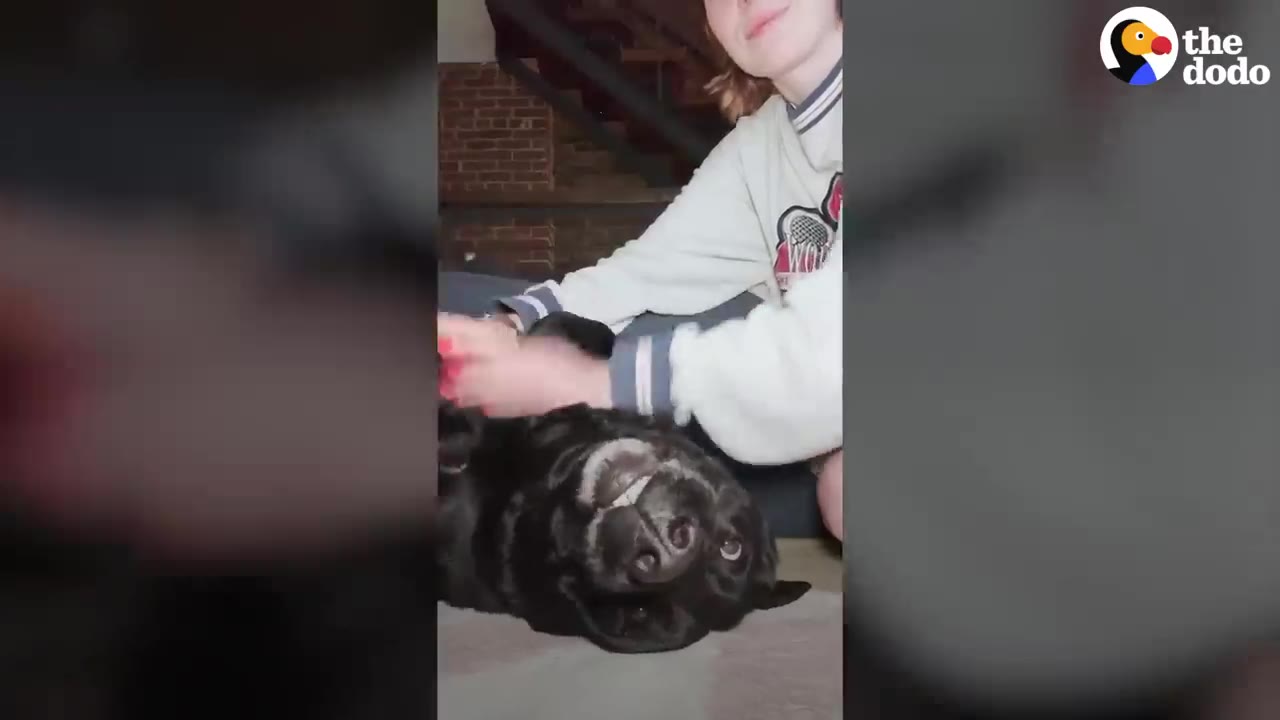 A black dog lying on its back on the floor, receiving belly rubs from a person and showing its teeth in a silly grin.