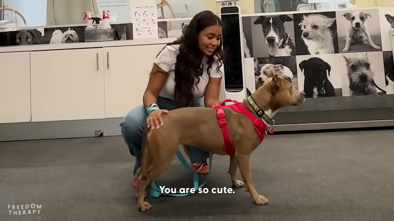 A smiling woman with long dark hair kneels on a grey floor, petting a light brown dog wearing a red harness.