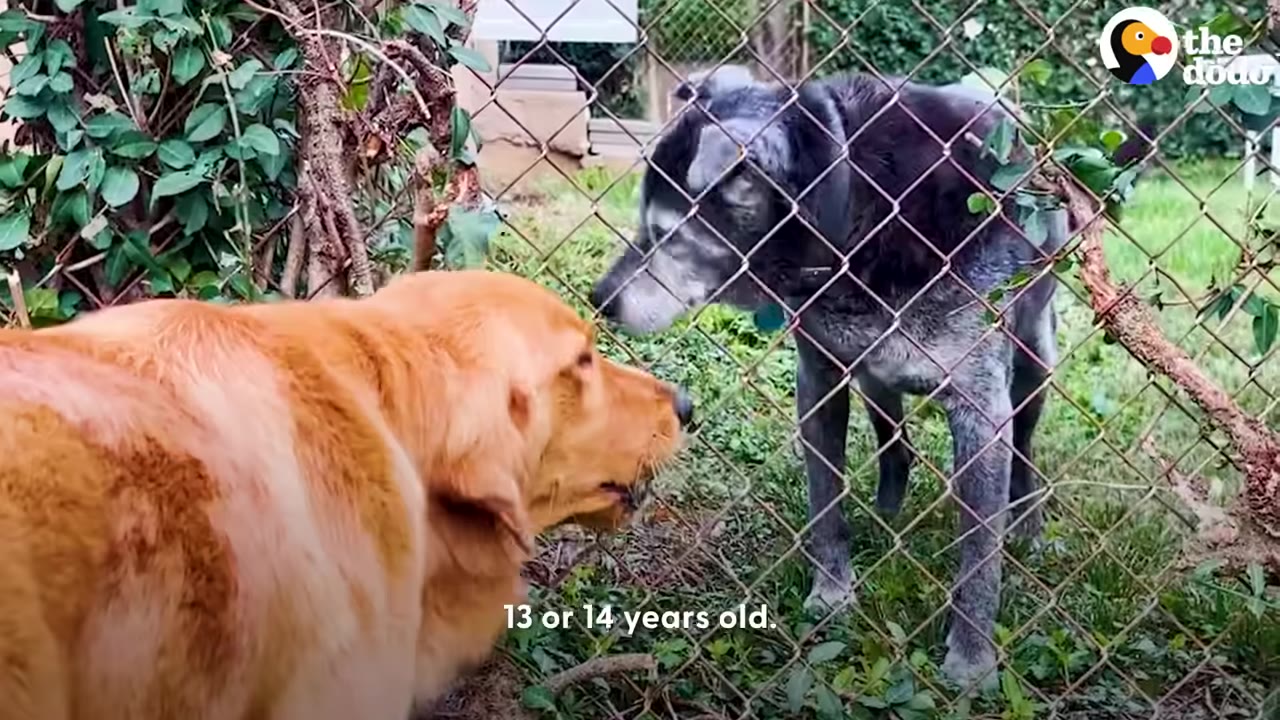 A golden retriever facing a grey senior dog through a chain-link fence outdoors.