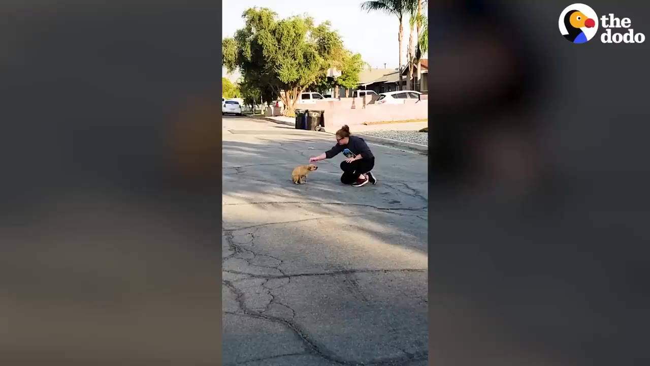 A woman kneels on an asphalt street, reaching her hand out to a small brown dog standing calmly in front of her.