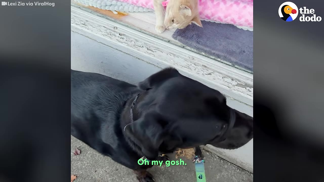 A black dog on a leash looks up at a light orange cat leaning down from a window ledge.