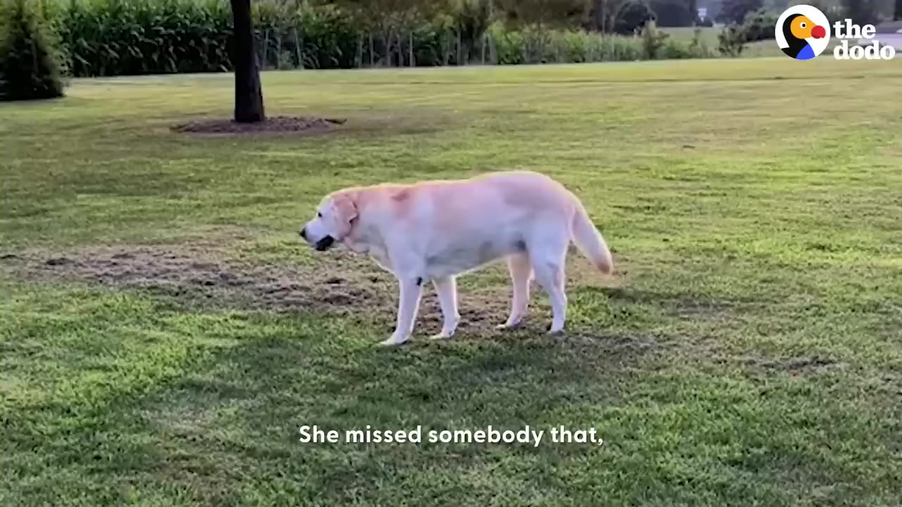 A yellow Labrador standing alone on a large grassy lawn.