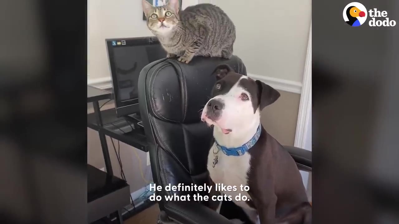 A black-and-white dog sits in an office chair while a tabby cat perches directly above it on top of the headrest.