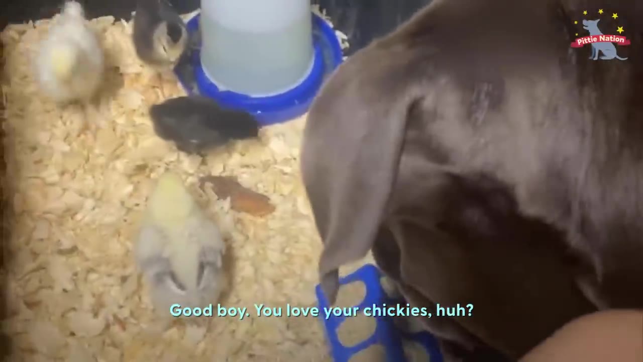 A dog looking down into a container filled with wood shavings where several small chicks are gathered.