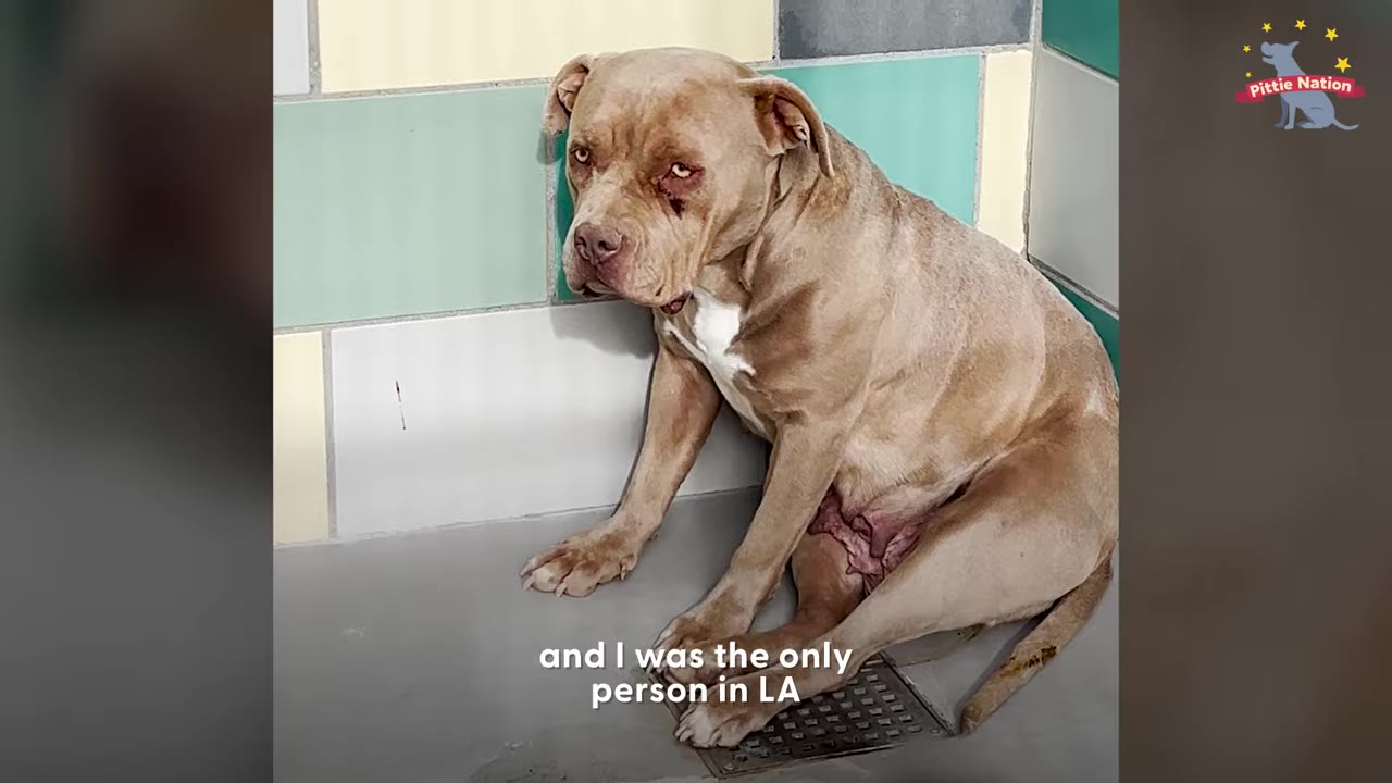 A tan pit bull type dog sitting quietly in the corner of a tiled shelter kennel.