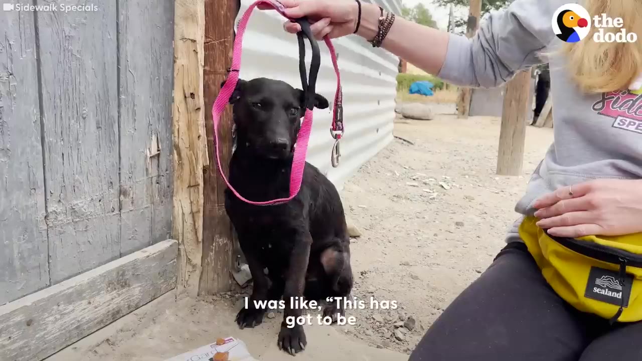 A rescuer holds a pink slip leash above a small, sitting black dog outdoors next to a building.