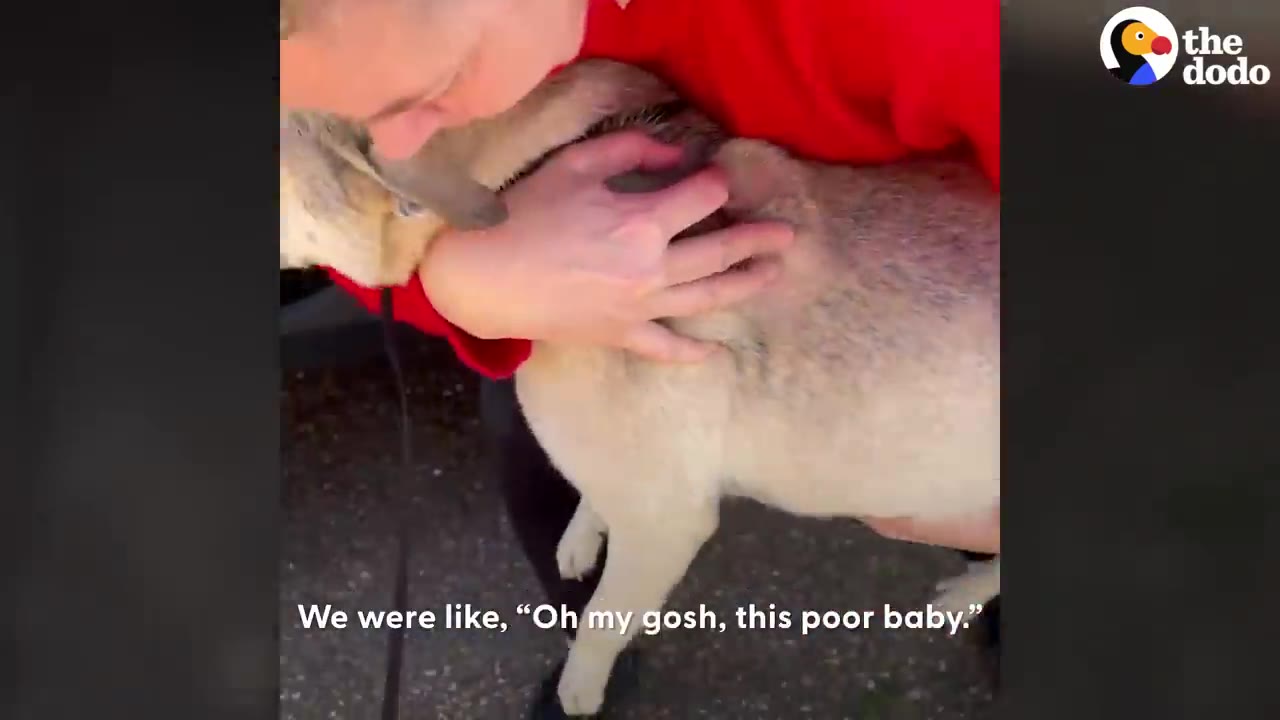 A person wearing a red shirt holding and comforting a light-colored dog close to their chest.