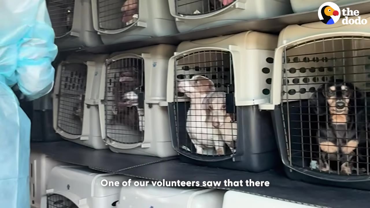 Dachshunds inside plastic pet crates stacked on shelves inside a rescue transport vehicle, with a volunteer in a blue protective gown standing nearby.