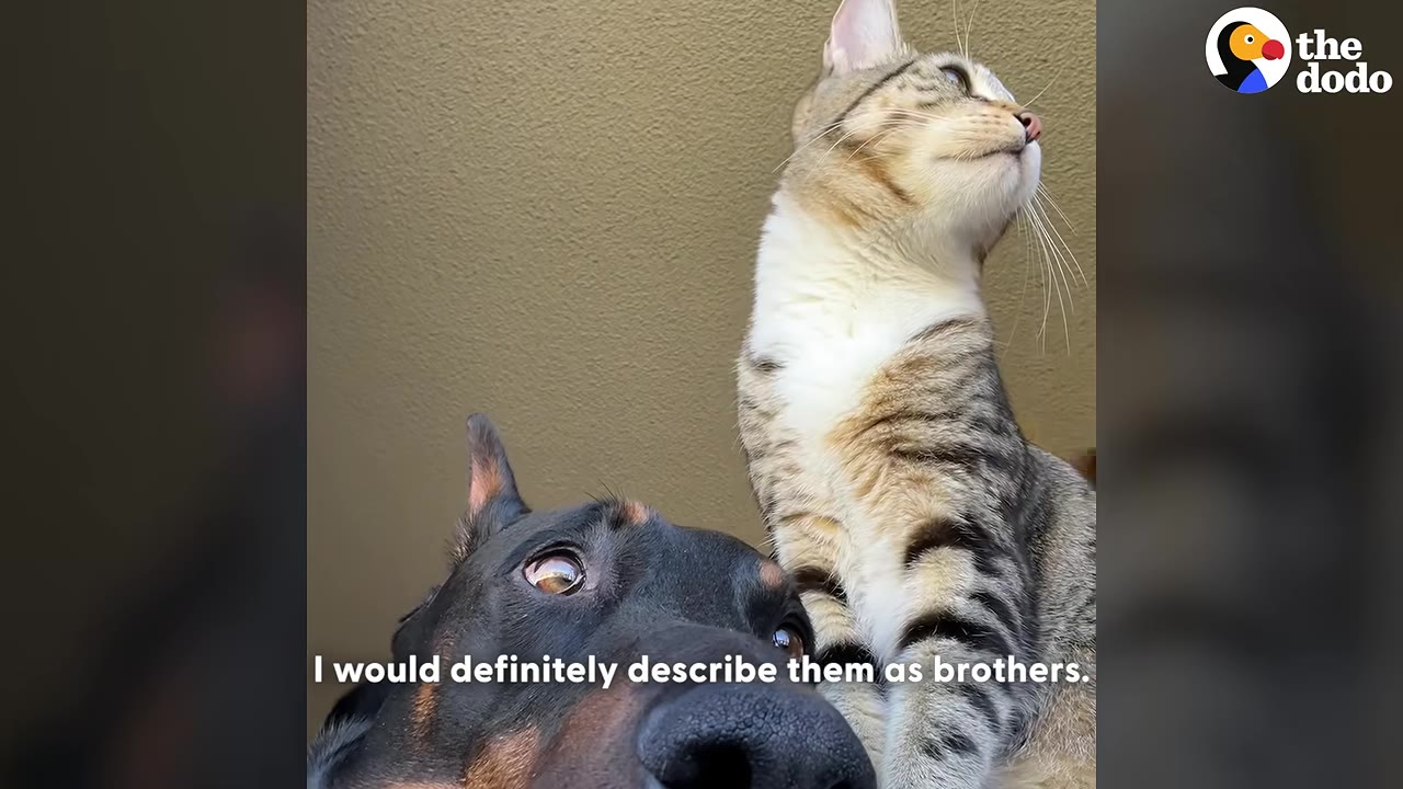 A close-up of a black and tan Doberman looking up with wide eyes next to a striped tabby cat sitting beside him.