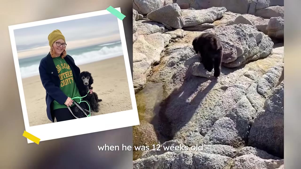 A photo insert showing a woman in a beanie kneeling on the beach with a young poodle puppy on a leash, next to video of a black puppy carefully navigating rocks near the water.
