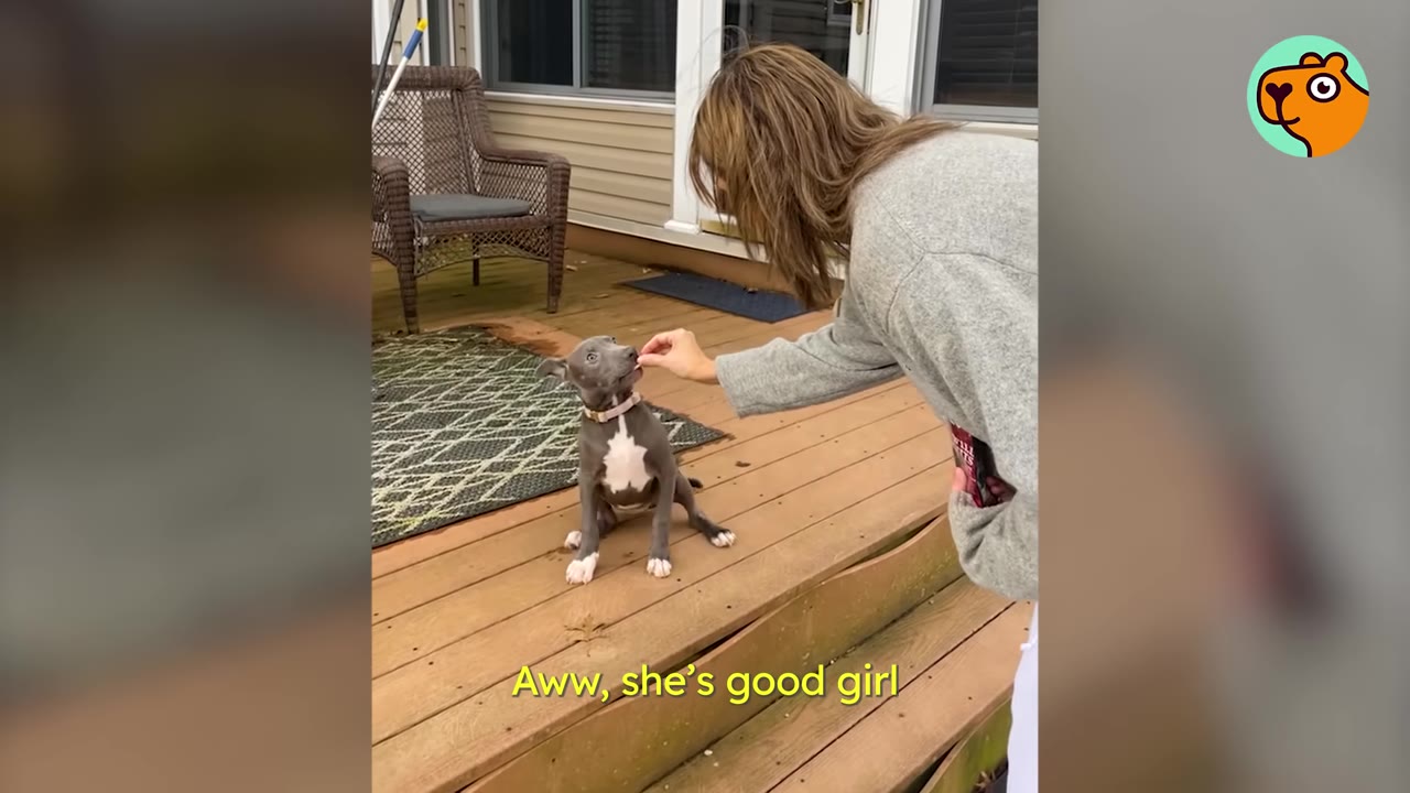 A small grey and white puppy sits attentively on a wooden deck while receiving a treat from a woman.