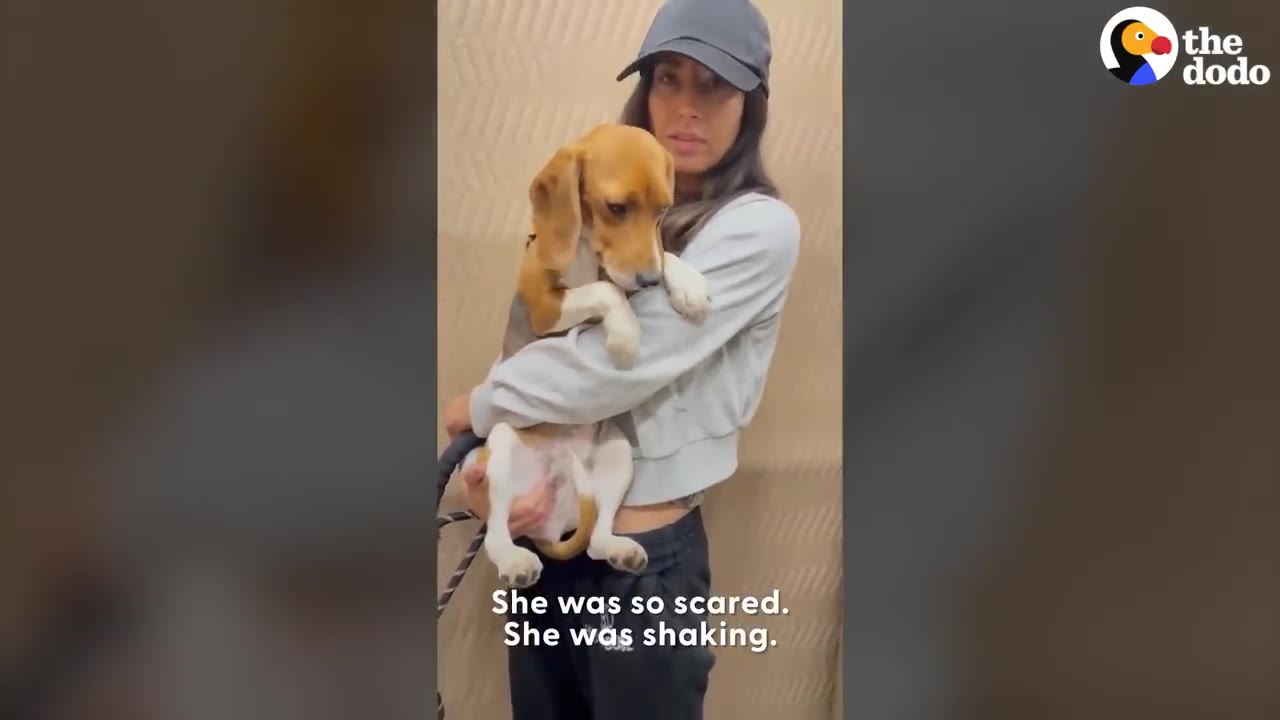 A woman wearing a black cap and grey sweatshirt holds a small beagle close to her chest, with the dog looking down with a worried expression.