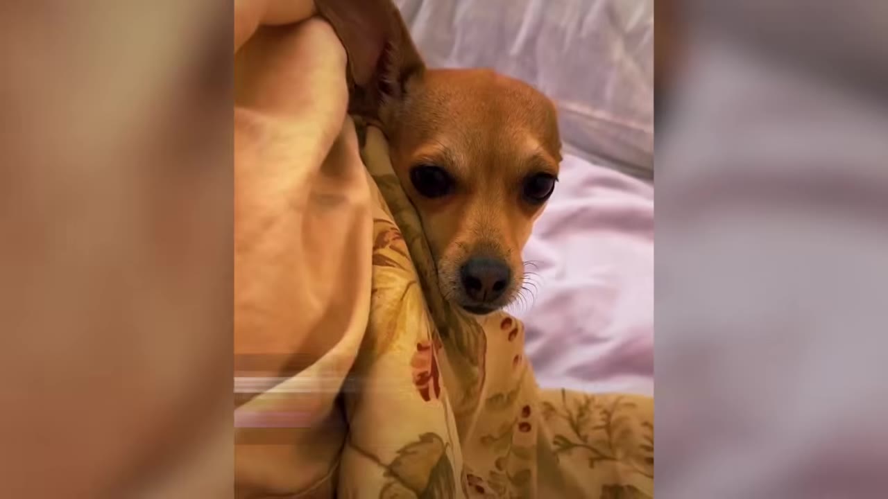 A close-up view of a small brown Chihuahua resting under a soft patterned blanket.