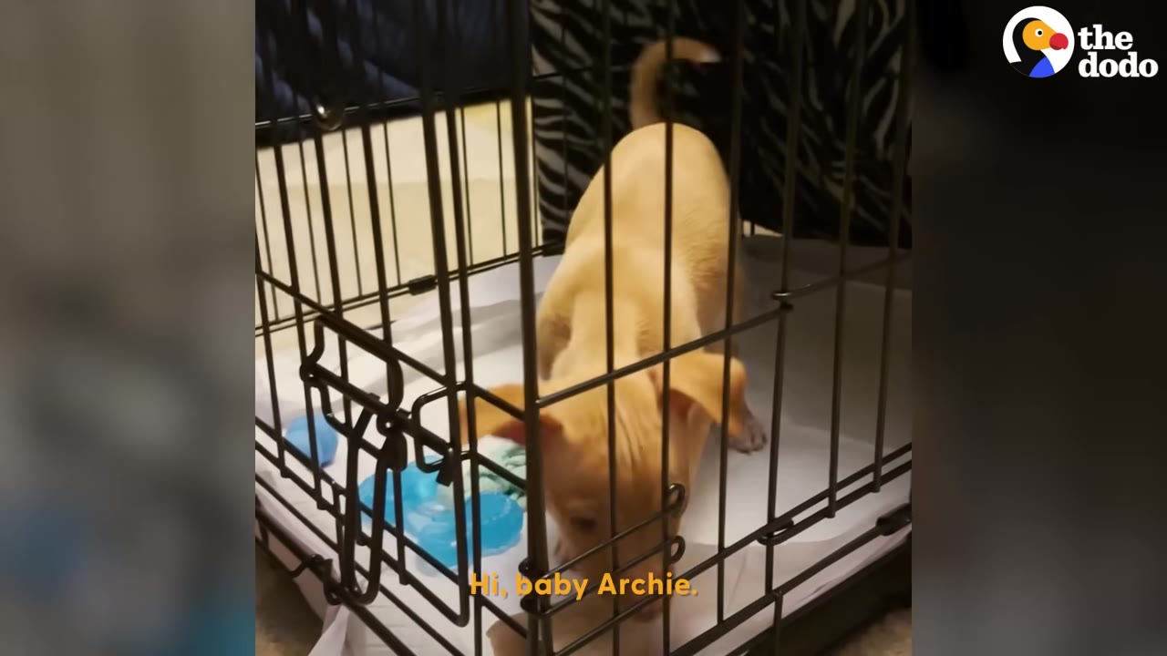 A small light-colored puppy inside a wire dog crate with blue toys.