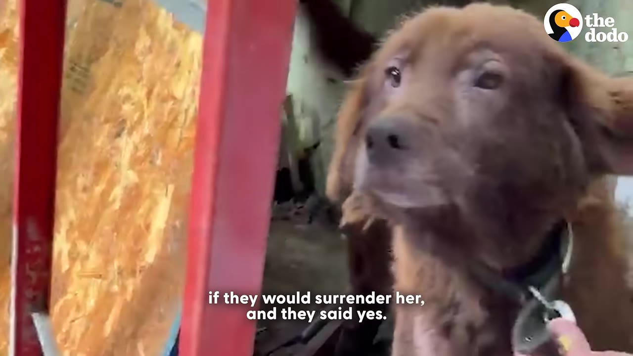A close-up of a brown dog looking up with wide eyes as a hand gently holds its collar near a red frame.