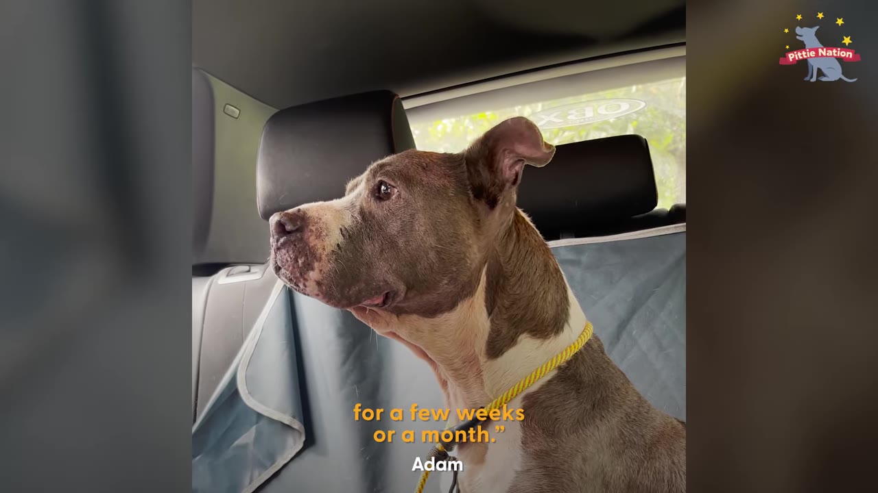 A gray and white pit bull mix sitting in the back seat of a car looking out the window.
