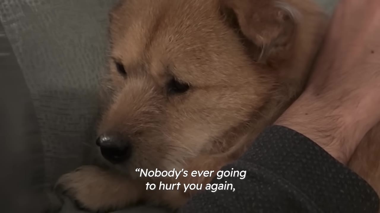 A scruffy light brown dog resting calmly while being gently touched by a person's arm.