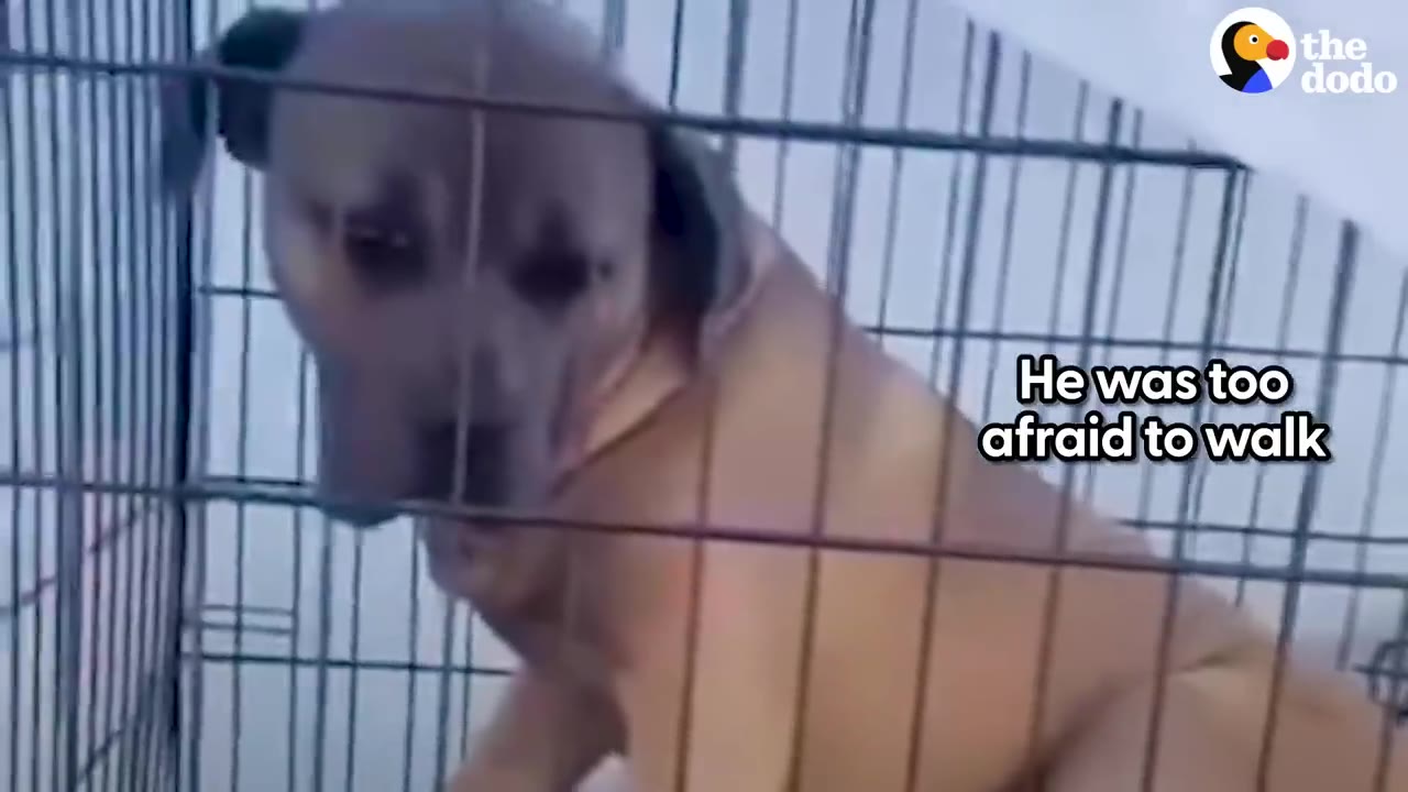 A fearful brown dog sitting inside a wire cage looking out timidly.