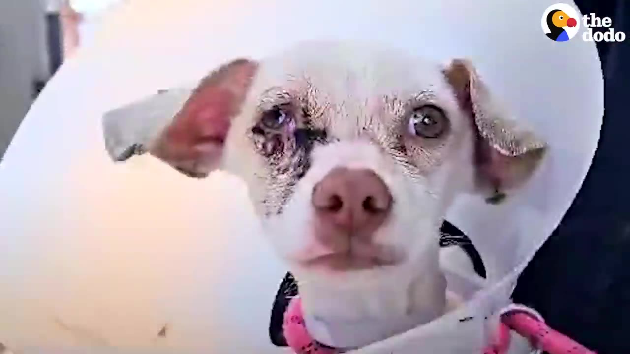 A close-up of a small white dog wearing a plastic protective collar, showing a severe injury around its right eye.