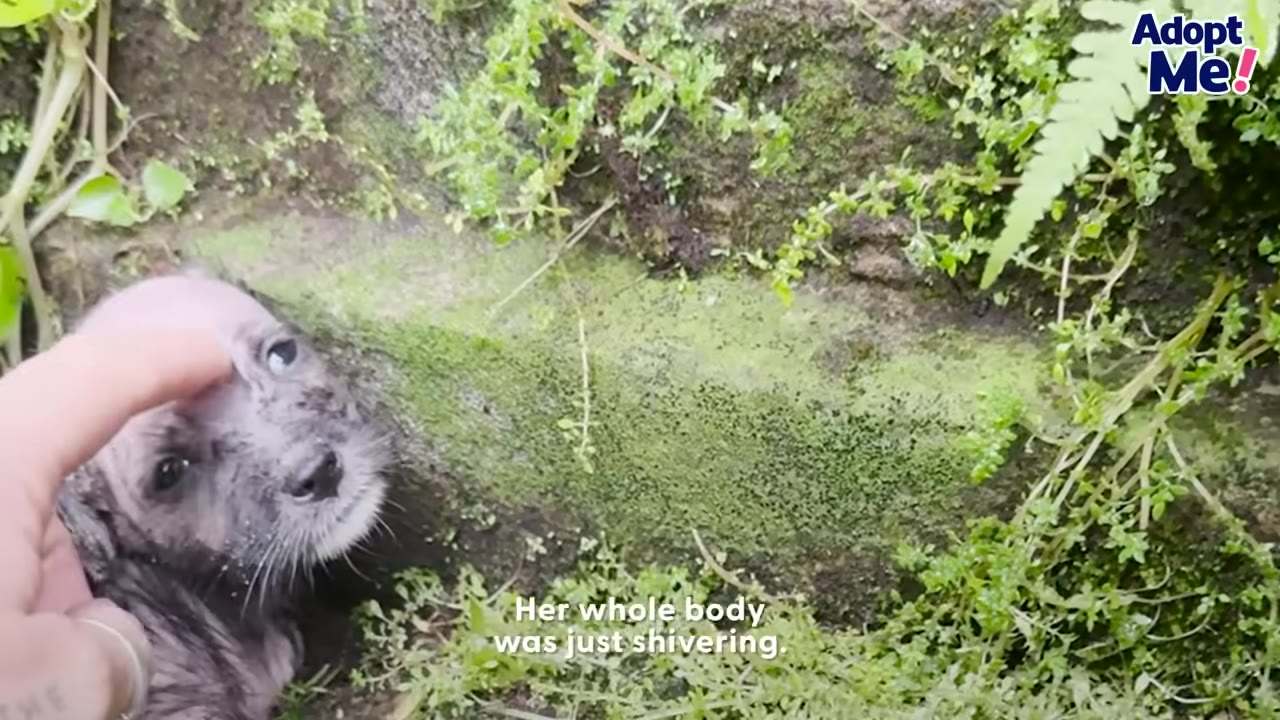 A close-up shot of a tiny, wet puppy shivering on mossy ground as a person's hand gently touches its head to comfort it.