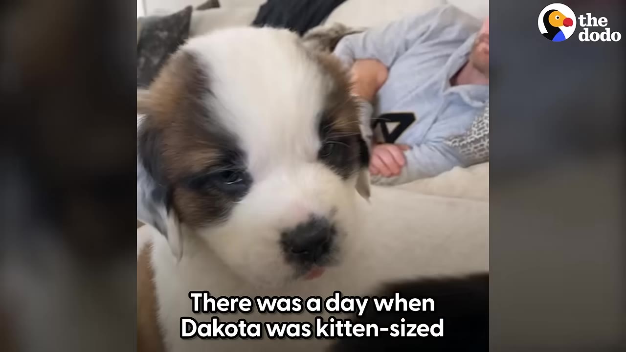 A close-up shot of a fluffy brown and white Saint Bernard puppy looking directly at the camera.