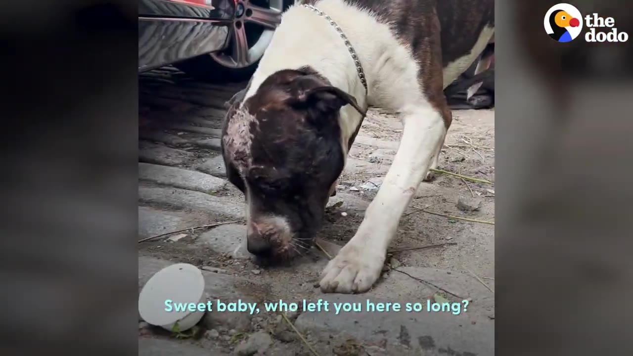 A brown and white dog with scars on its head leaning down near cobblestone pavement.