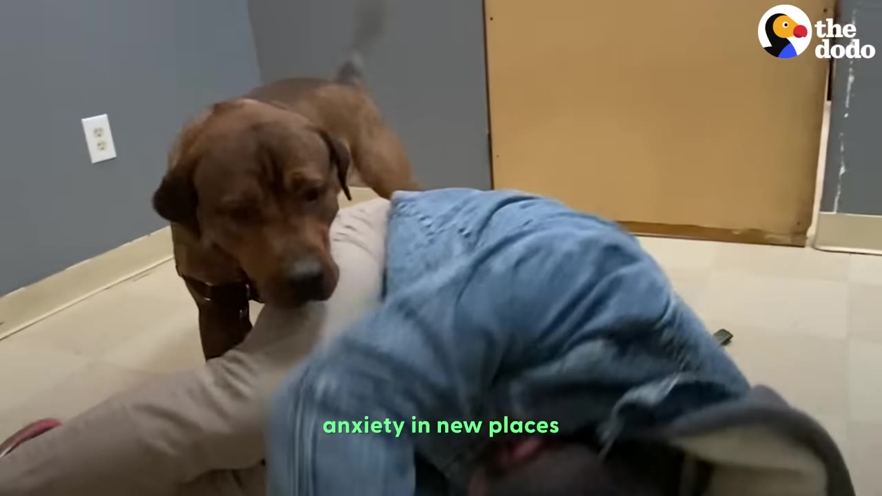A brown dog stands near a man lying on a tiled room floor, with text reading 'anxiety in new places' at the bottom.