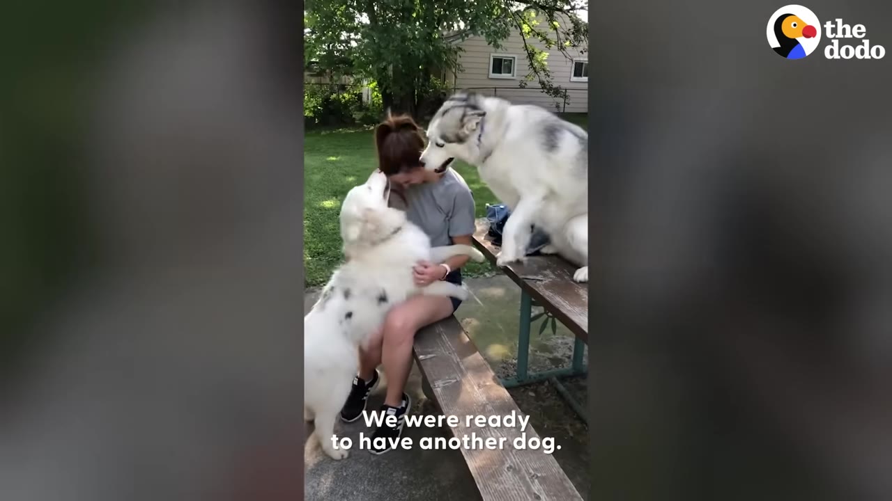 A woman sitting on an outdoor wooden bench, hugging a fluffy white dog while a husky stands on the picnic table next to her, with text reading 'We were ready to have another dog.'