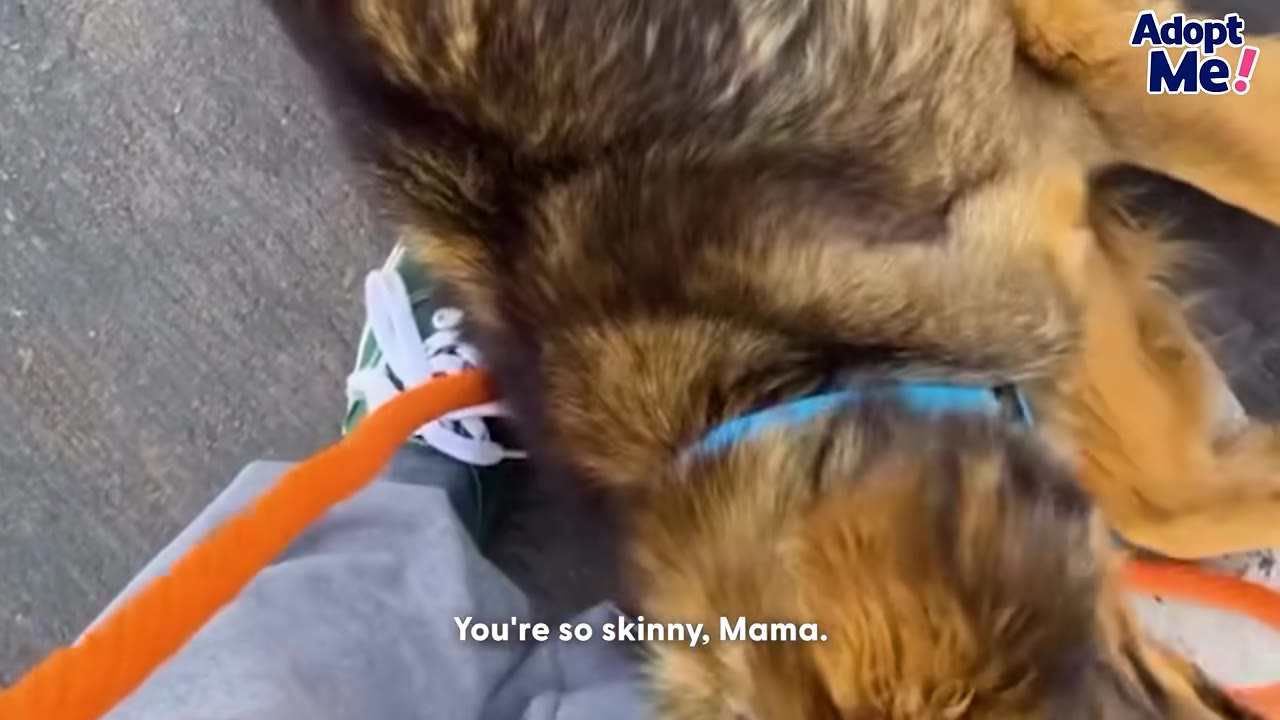 A fluffy brown and black dog rolls onto its back on the pavement next to a person's legs, showing a gentle and trusting posture.