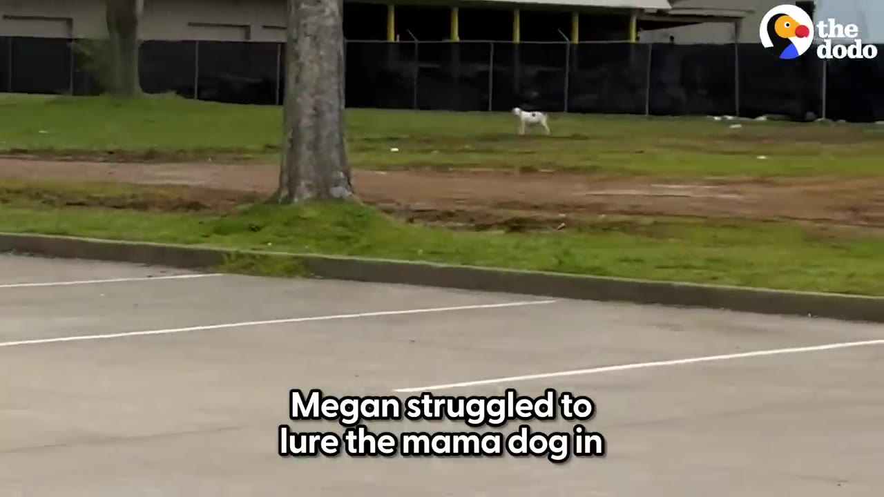 A small white dog stands at a distance in a grassy lawn area beyond an empty parking lot.