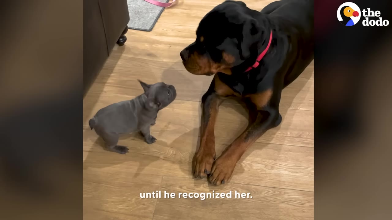 A tiny grey French Bulldog puppy stands on a wooden floor looking up at a large Rottweiler lying down opposite her.