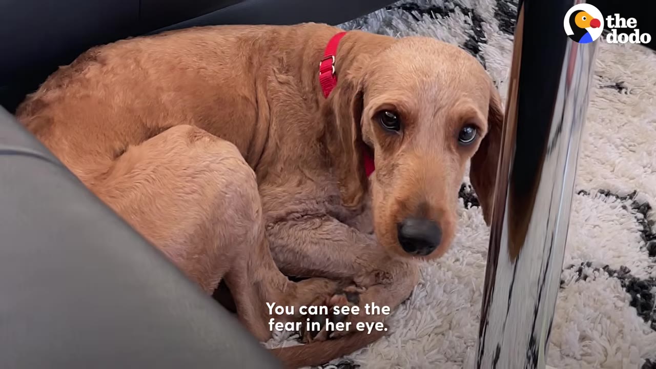 A fearful tan dog wearing a red collar curled up tightly on a rug beside furniture.