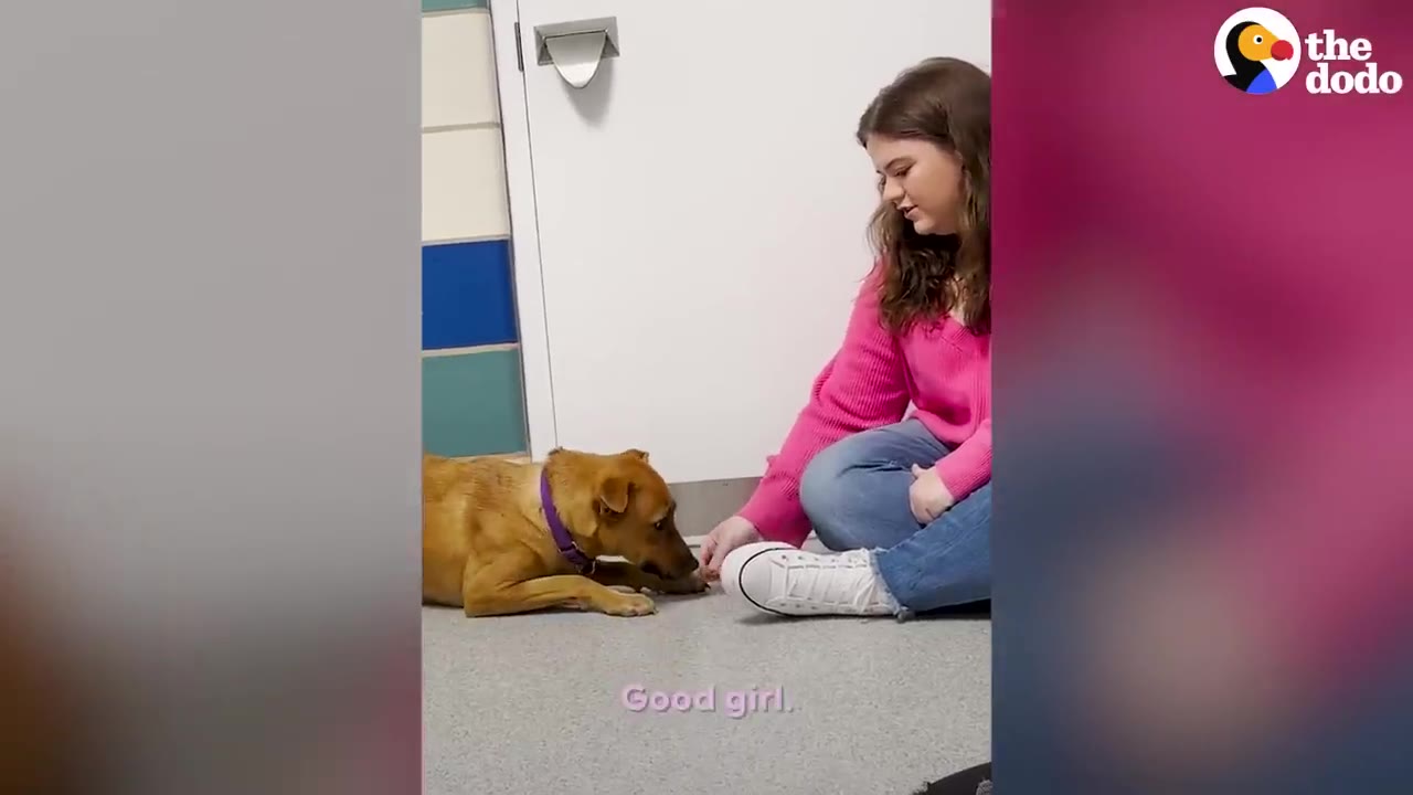 A tan dog wearing a purple collar lying low on the floor against a wall in a room, next to a girl in a pink sweater sitting on the floor.