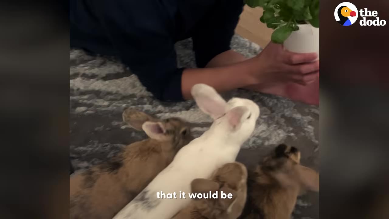 Multiple small rabbits gathered together on a rug in front of a person holding a potted plant.