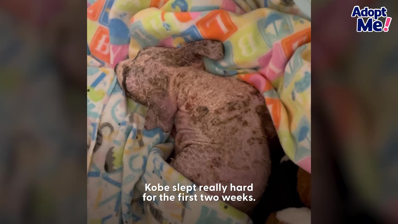 A frail, hairless rescue puppy sleeping deeply curled up inside a colorful patterned blanket.