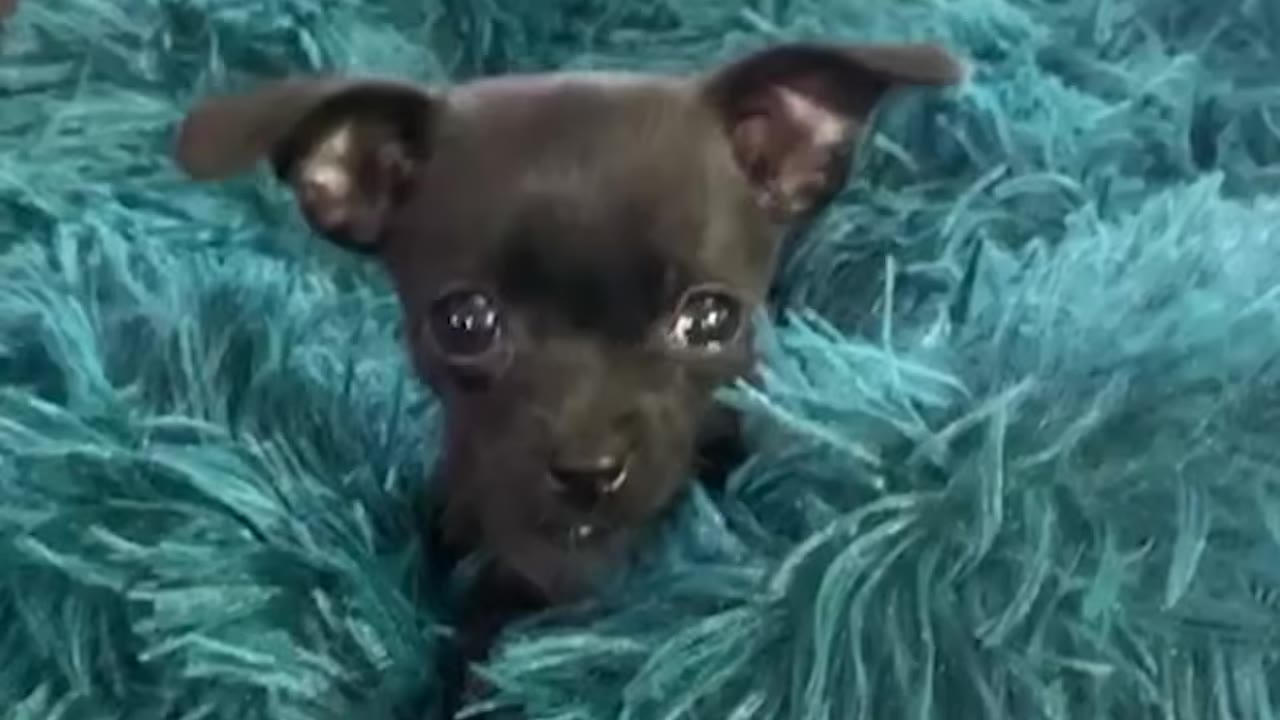 A tiny black puppy resting inside a fluffy teal blanket.