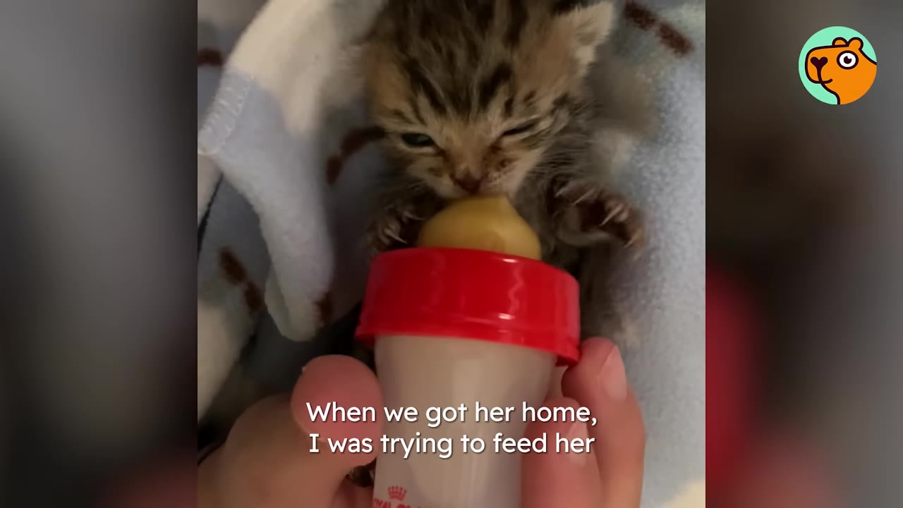 A tiny tabby kitten being bottle-fed while wrapped in a blanket.