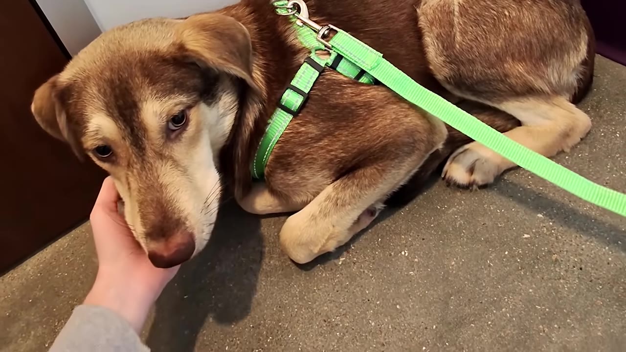 A brown and tan dog wearing a bright green harness lies on the floor while a person's hand gently rests under its chin.