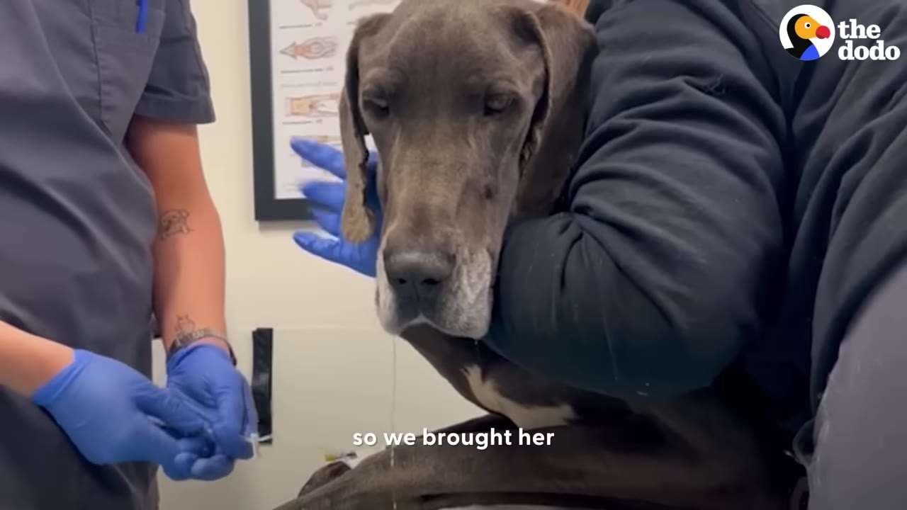 A grey Great Dane dog is held gently by a person while a veterinary professional wearing blue gloves prepares a syringe in a clinic setting.