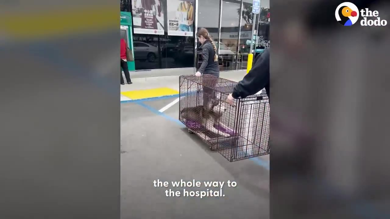 A dog inside a wire crate on wheels being pushed by rescuers across a parking lot.
