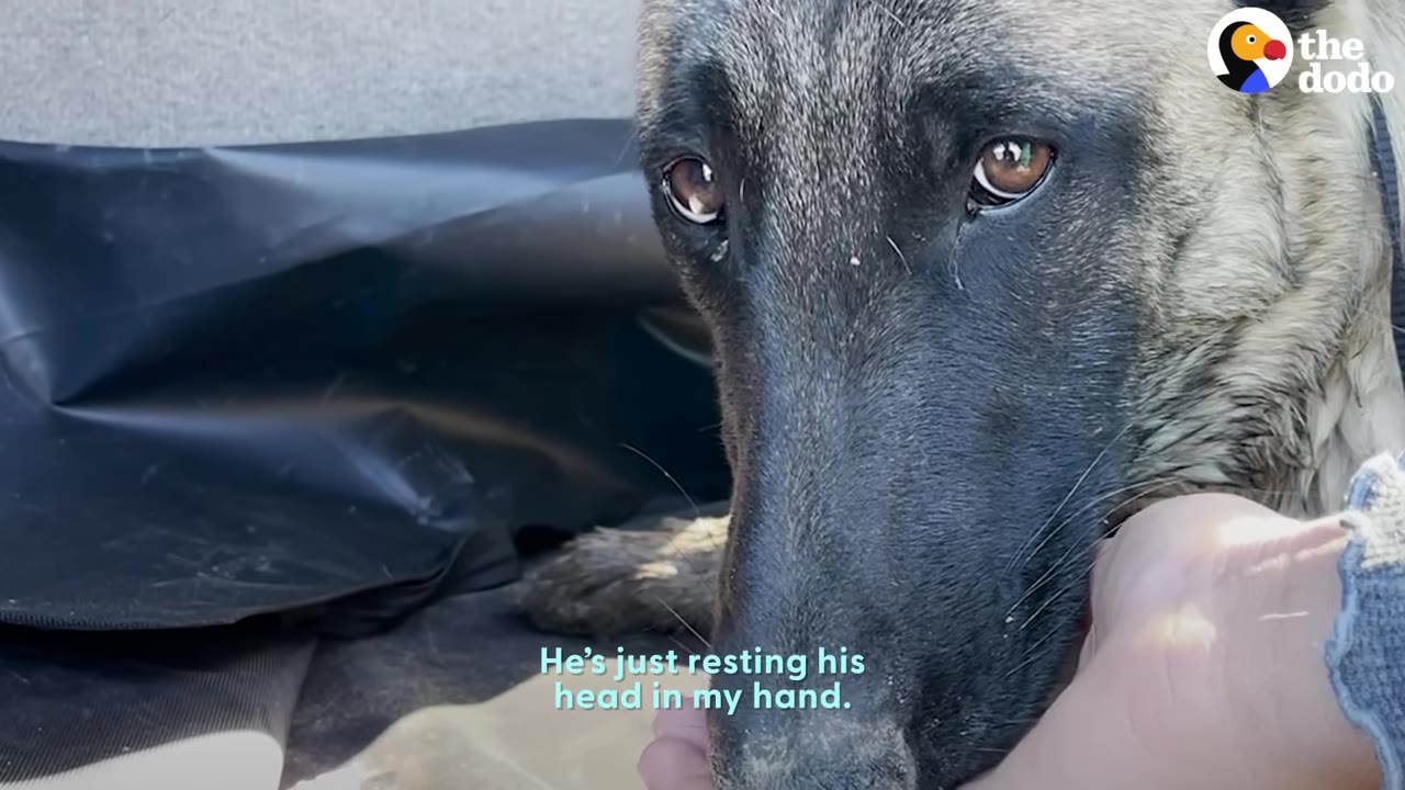 A close-up view of a dark-muzzled dog resting its head gently in a person's hand.