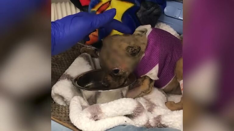 This Puppy Was Left Alone On California Road With Skin So Fragile It Was Described As Paper-Thin